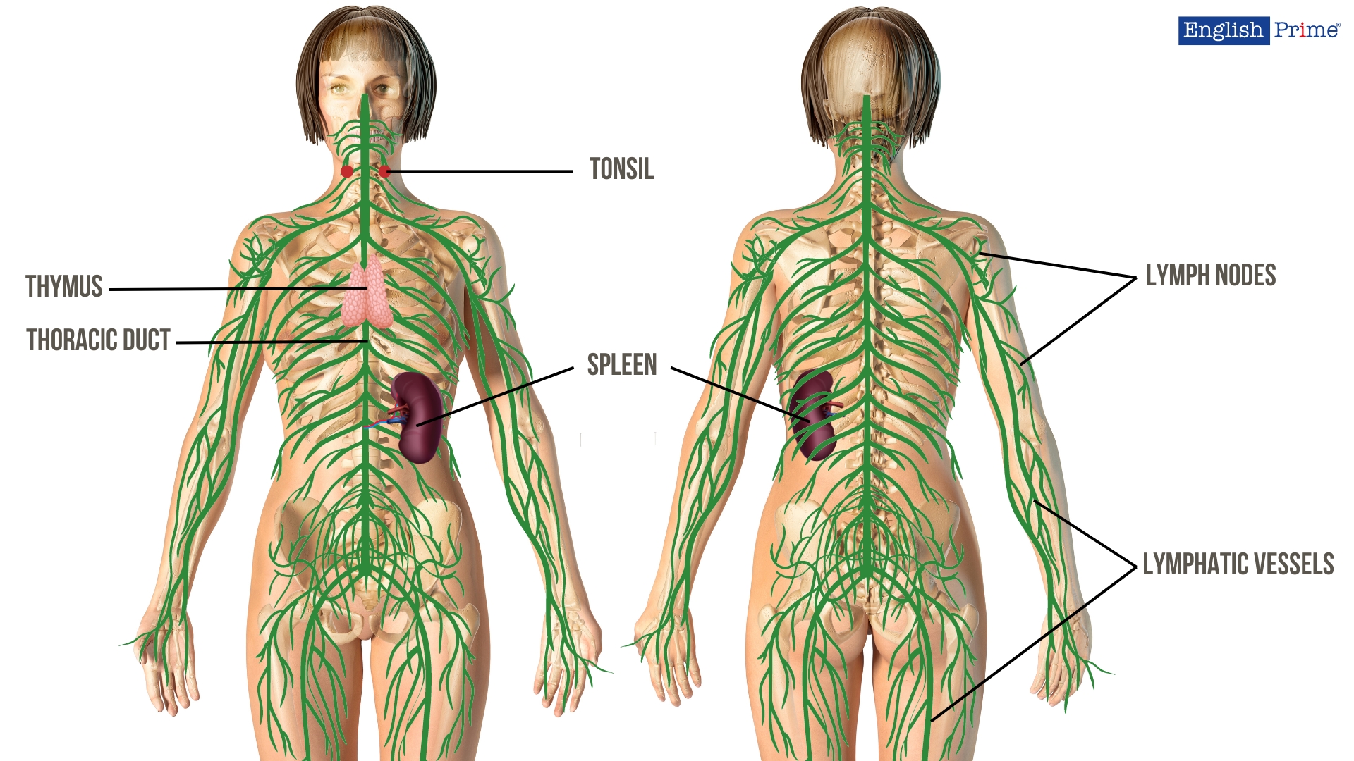 Lymphatic System