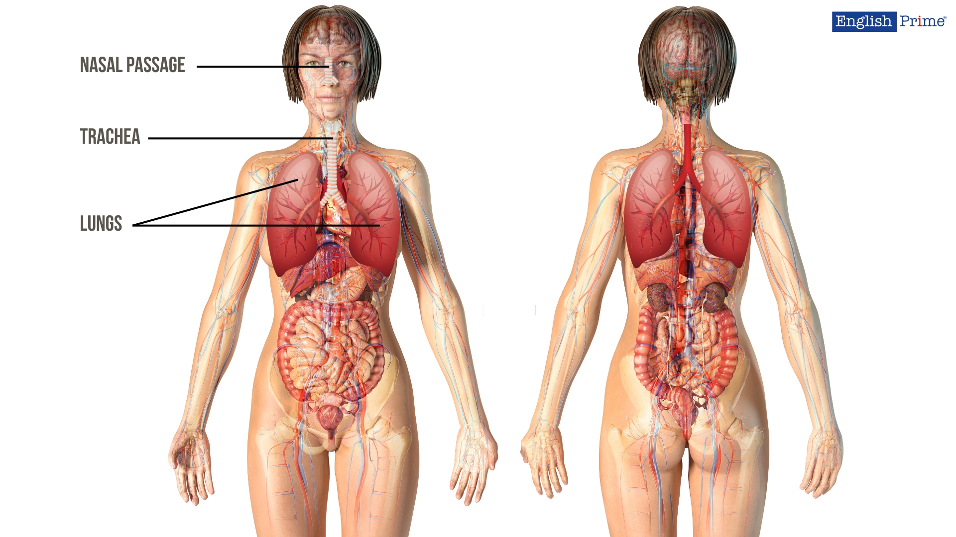 Respiratory System