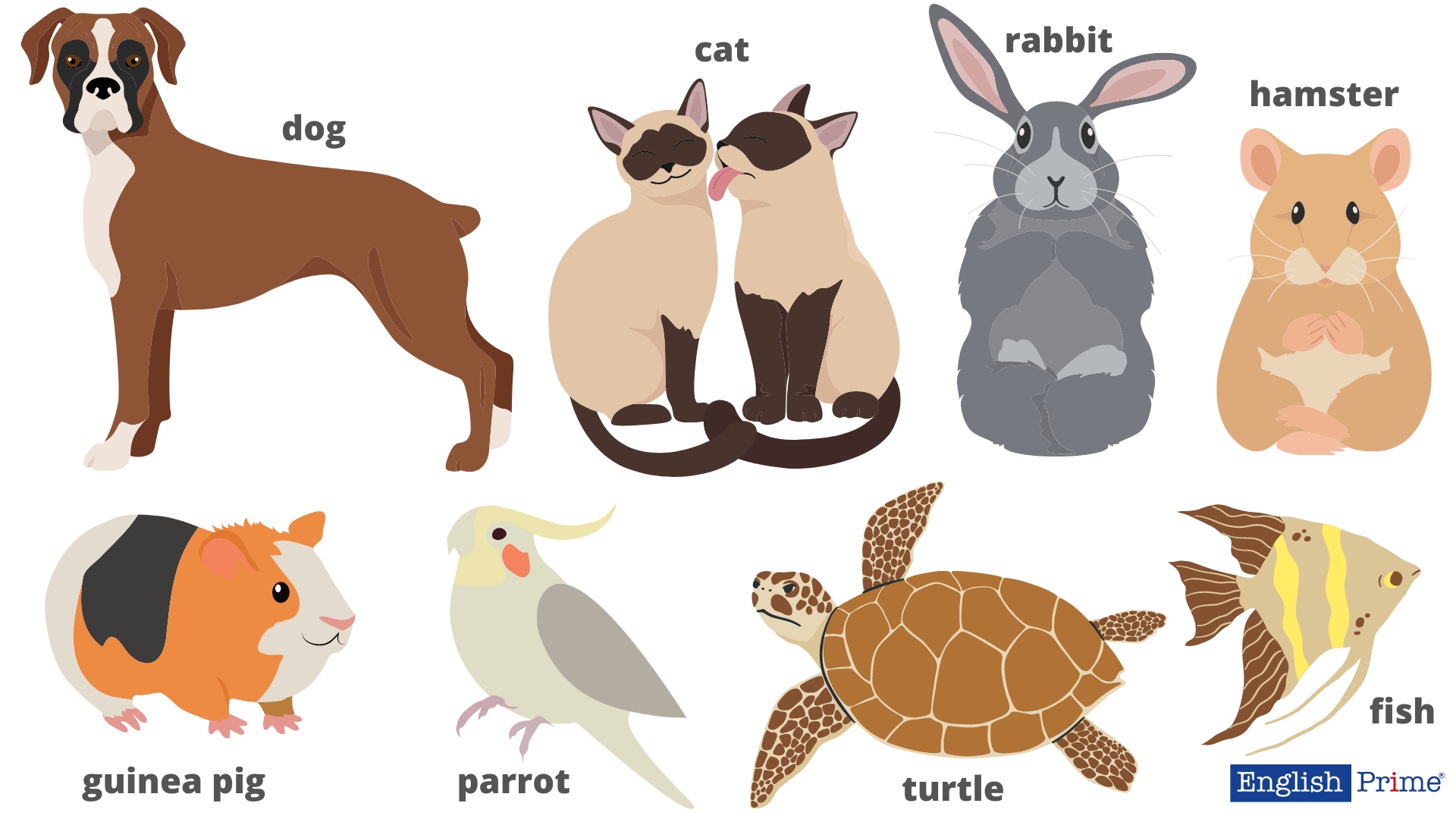 Домашні тварини англійською