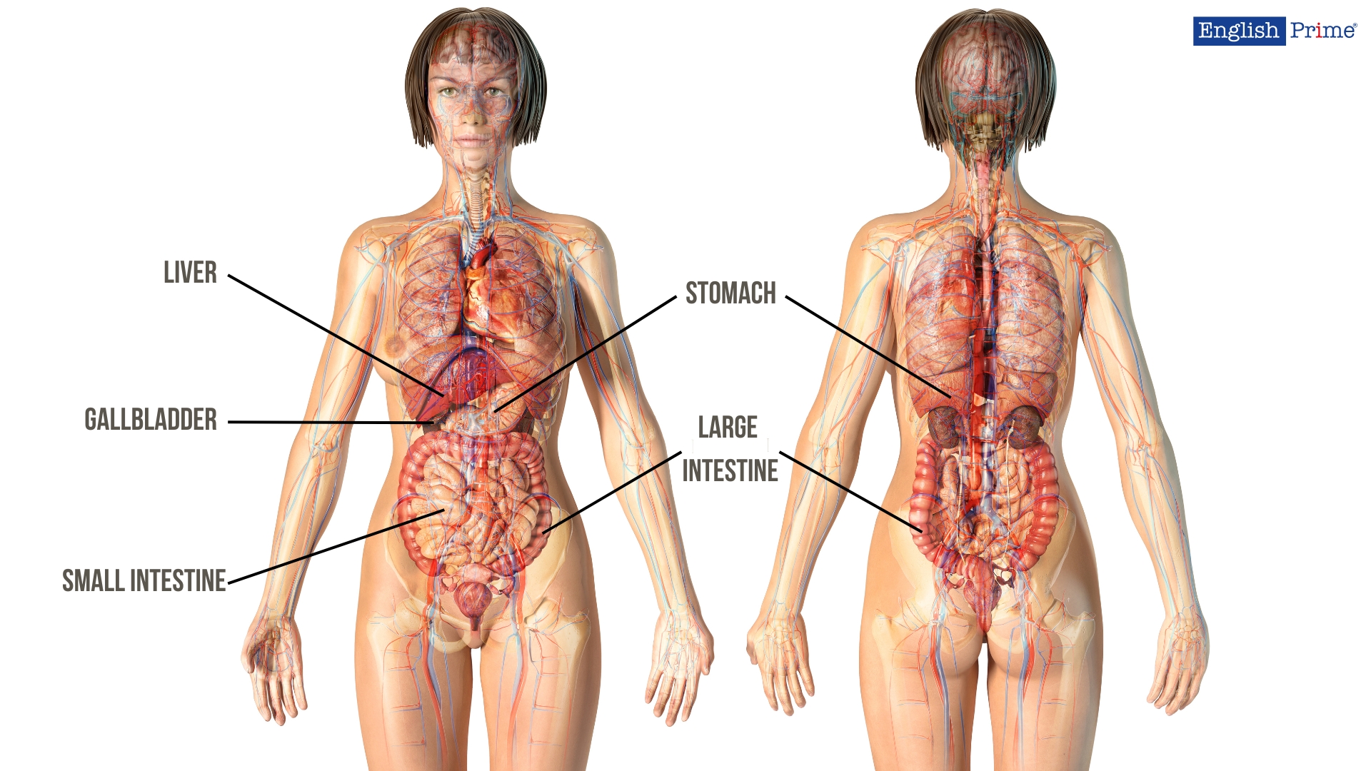 Digestive System