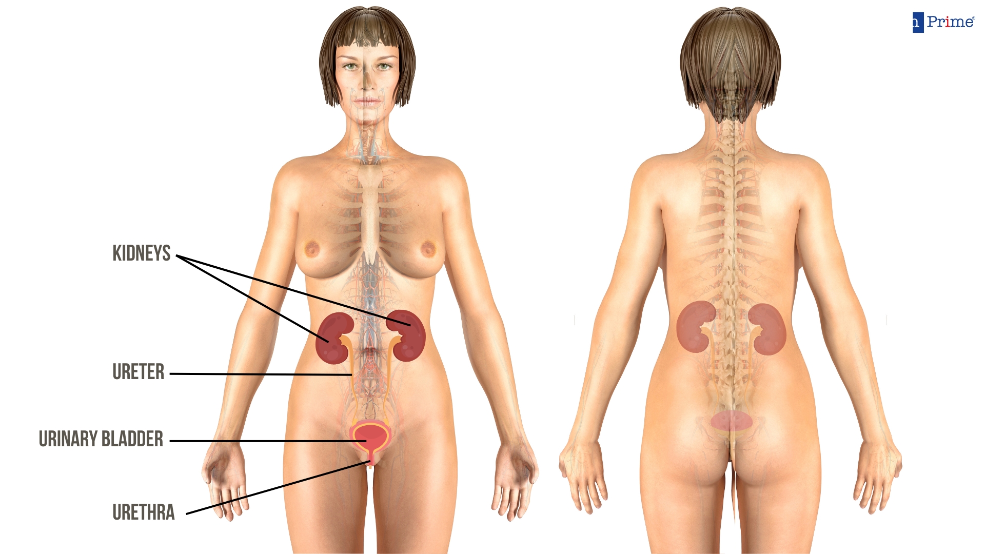 Urinary System