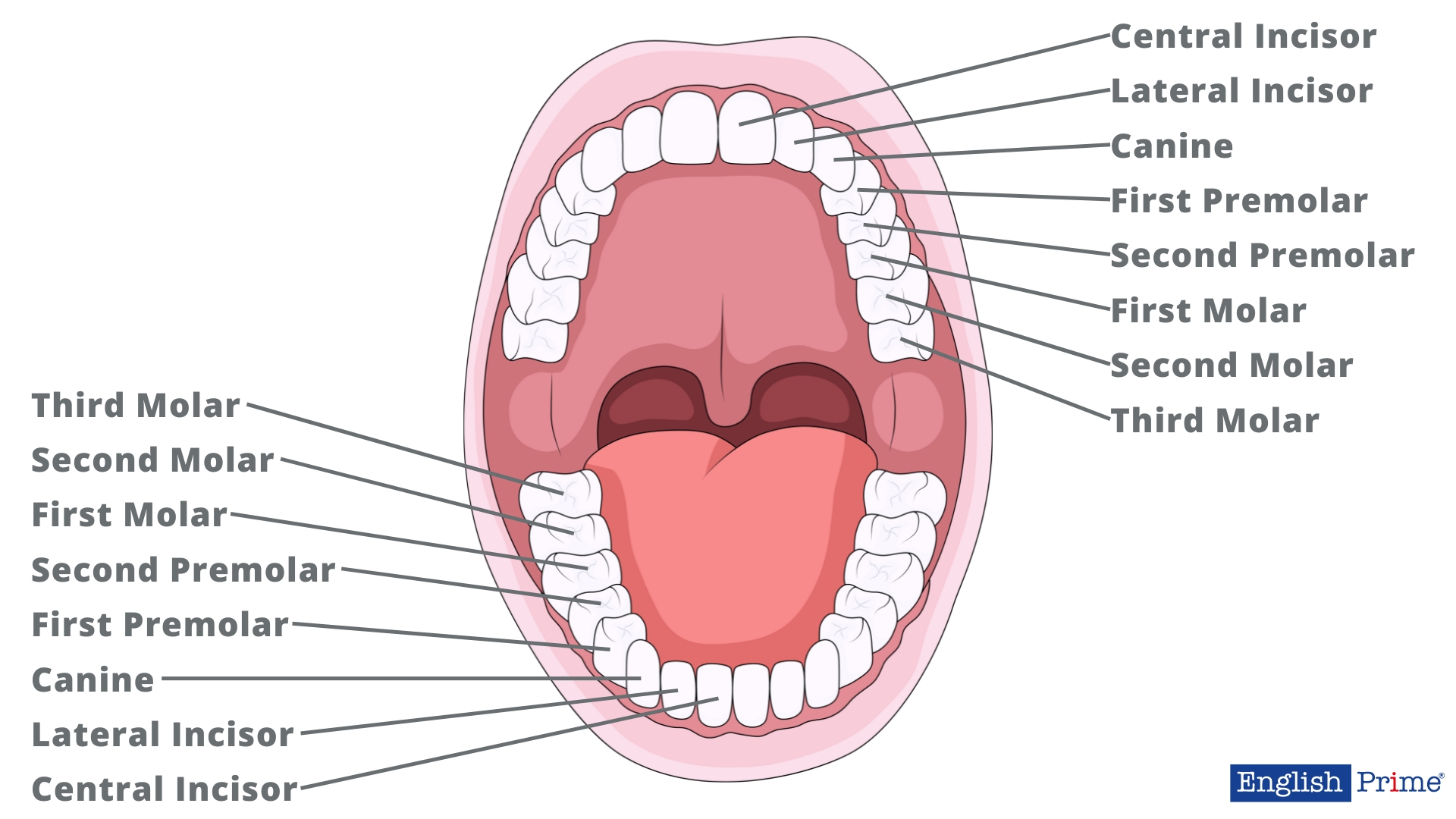 Назви зубів