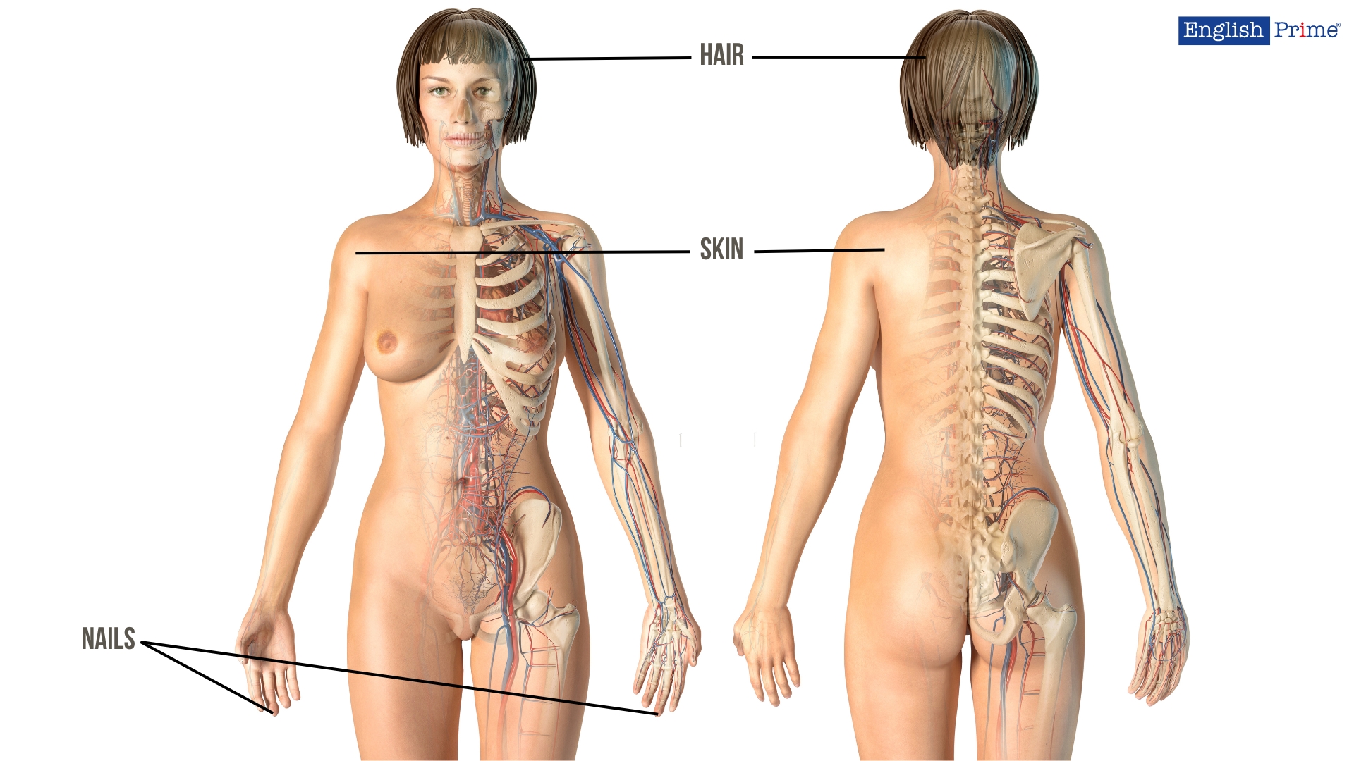 Integumentary System