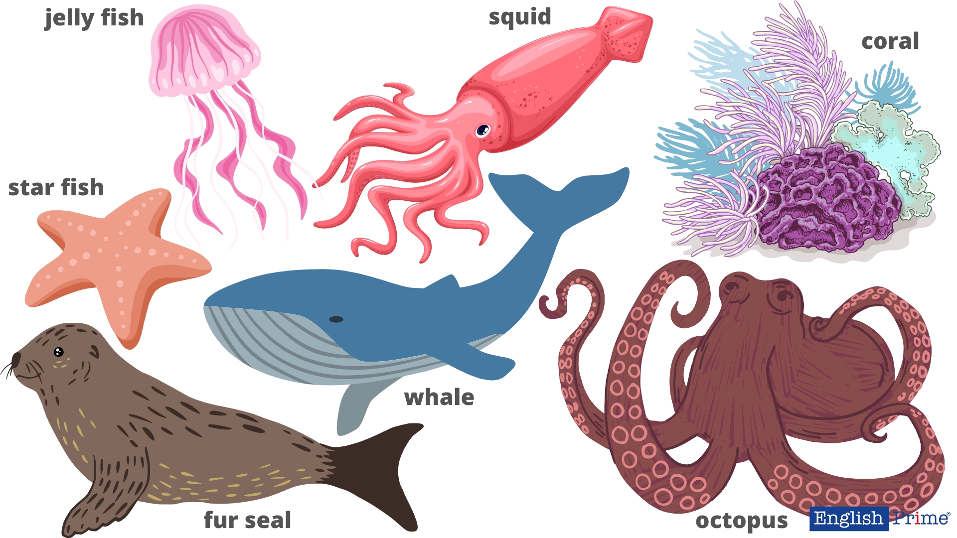 Морські тварини англійською