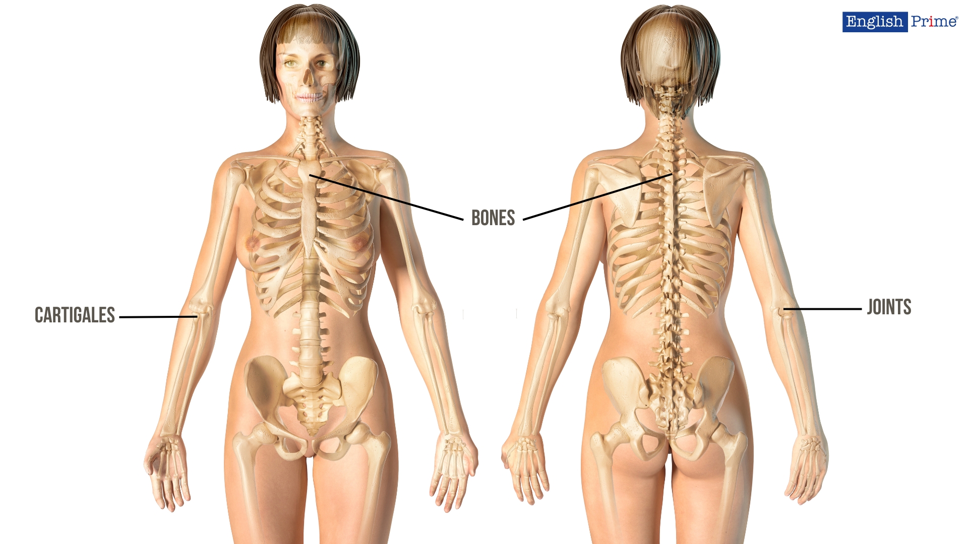 Skeletal System