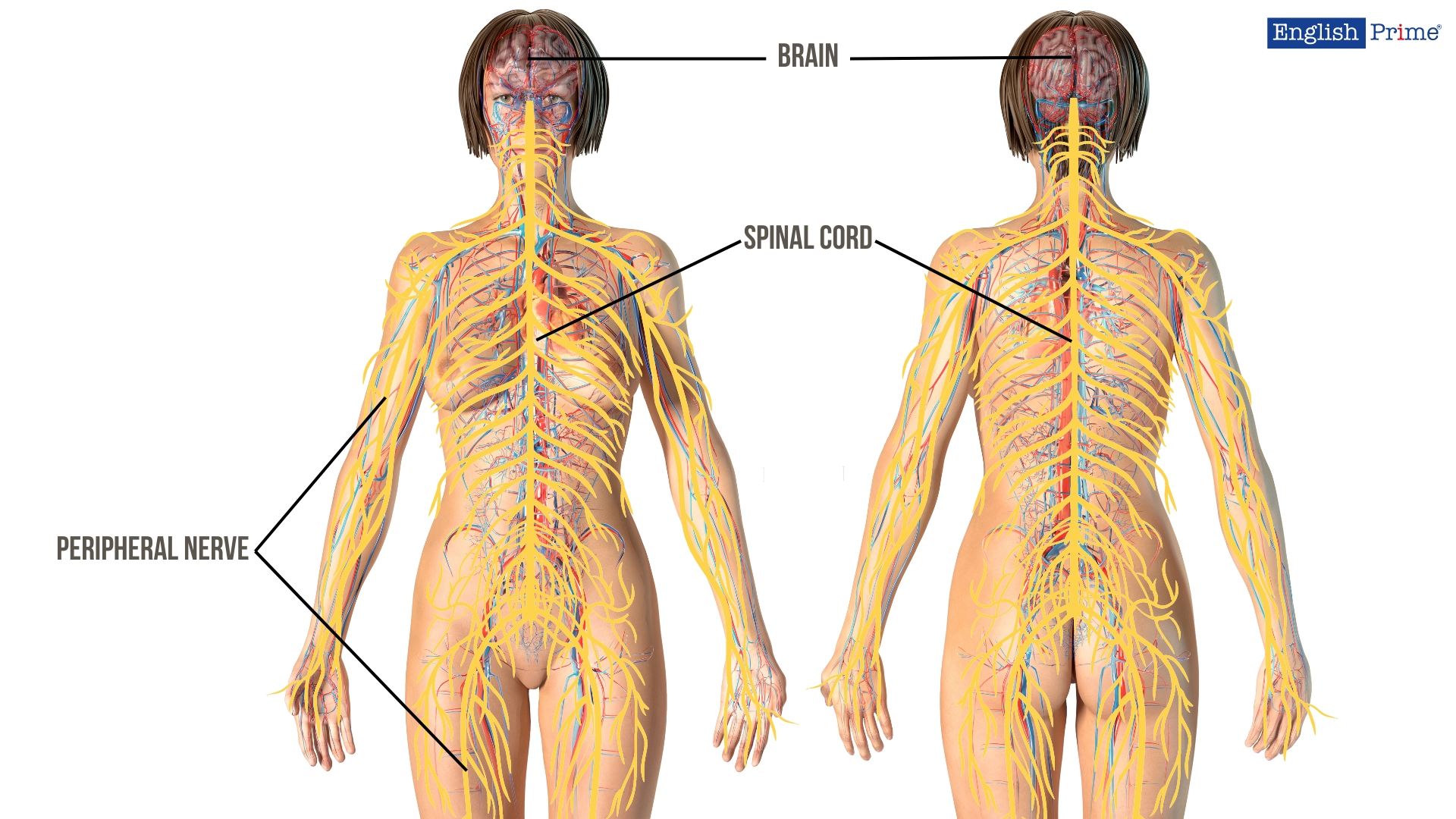 Nervous System