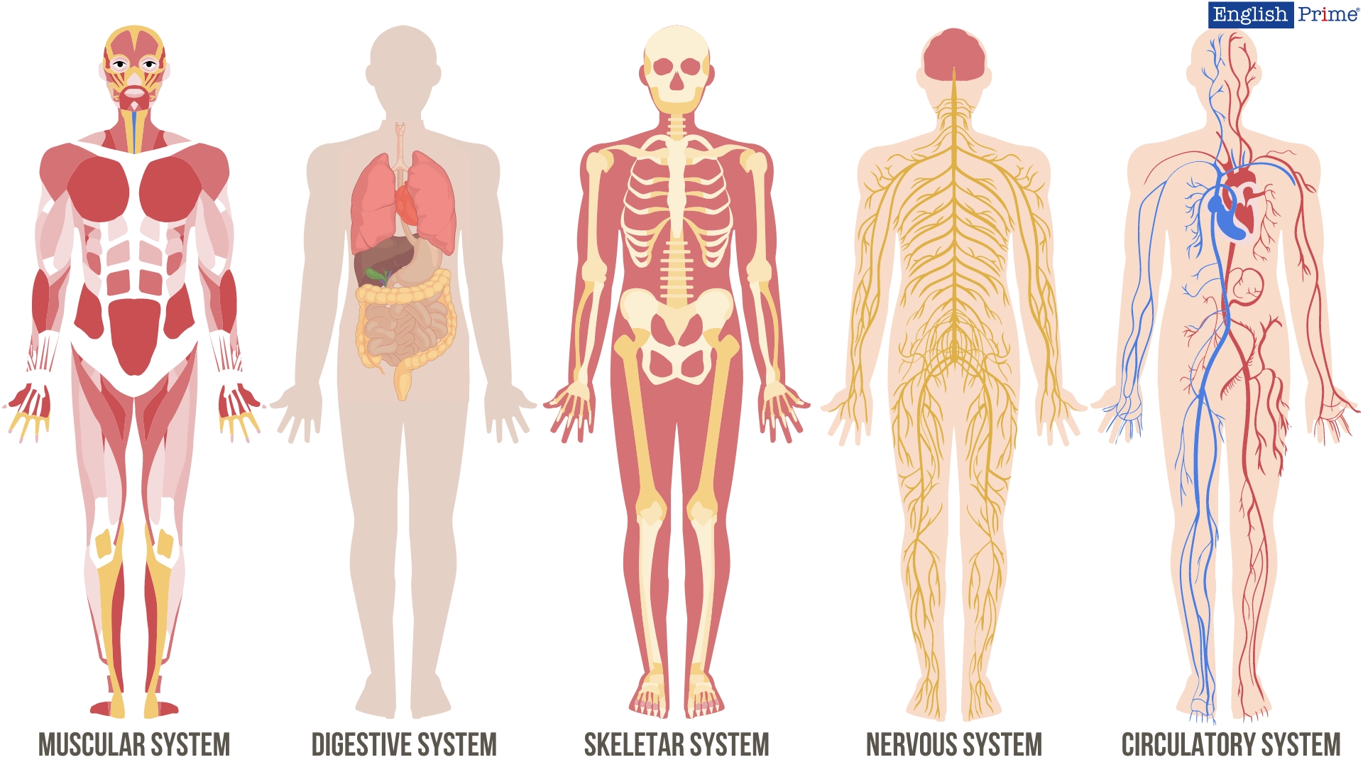 Внешнее строение организма человека или Outer Body Parts