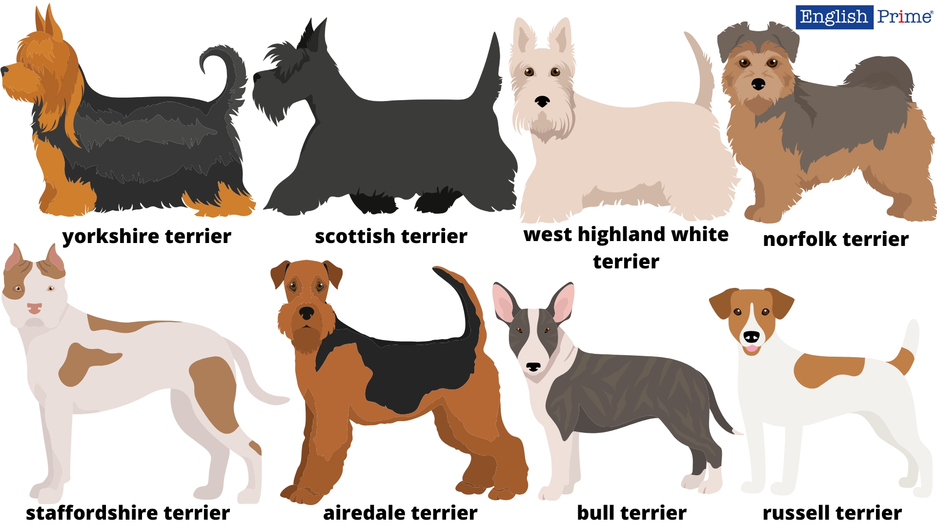Terrier dogs