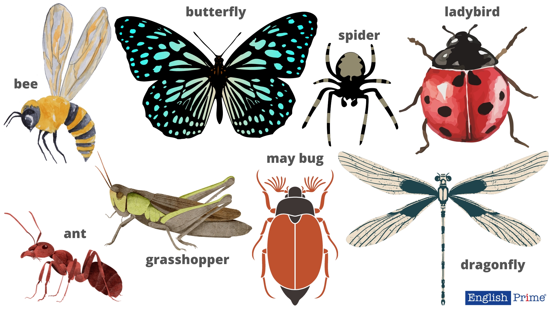 Комахи та плазуни