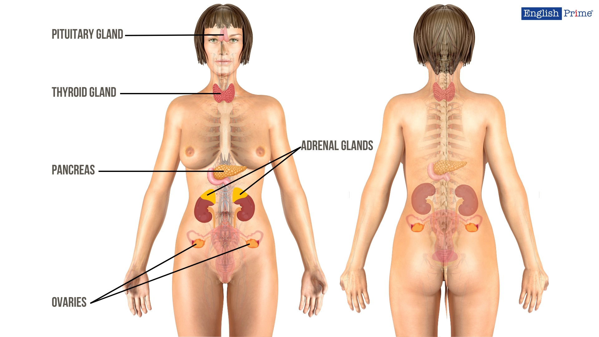 Endocrine System