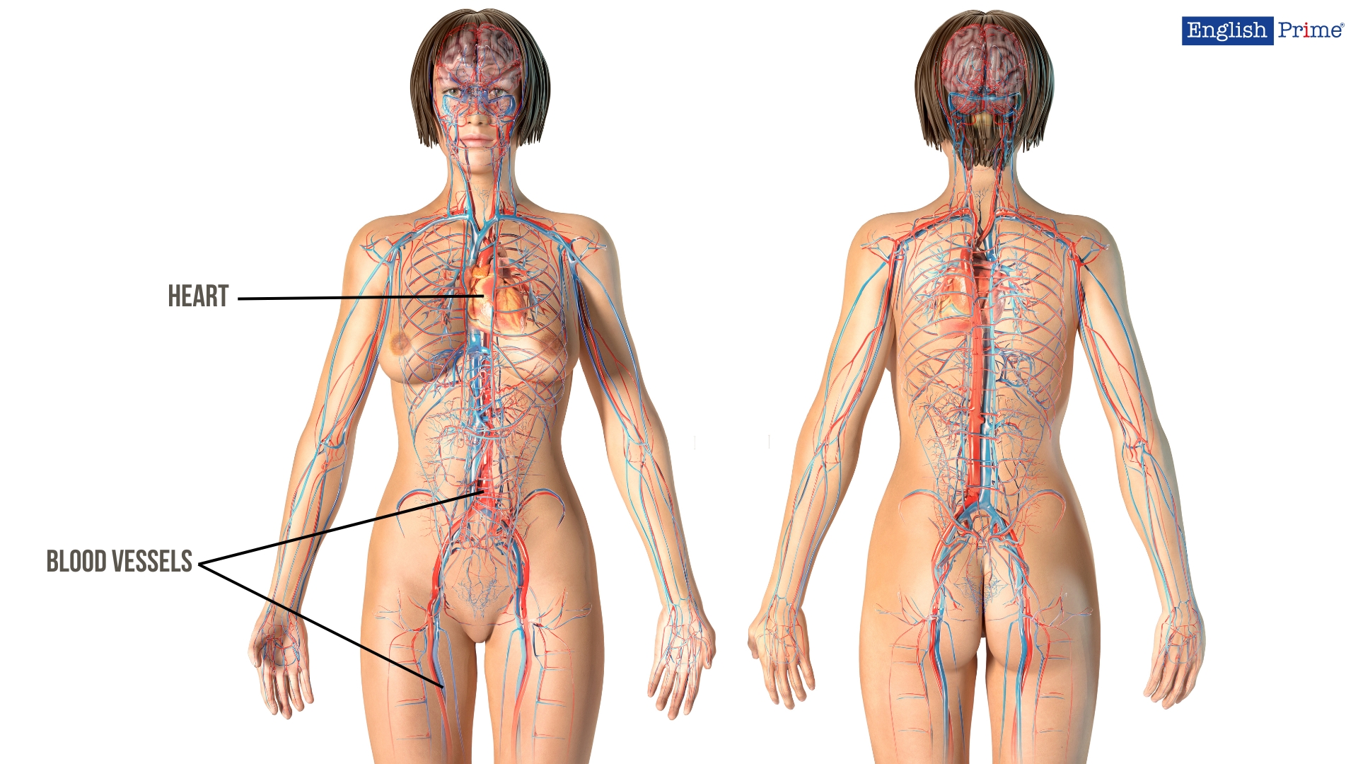 Cardiovascular System