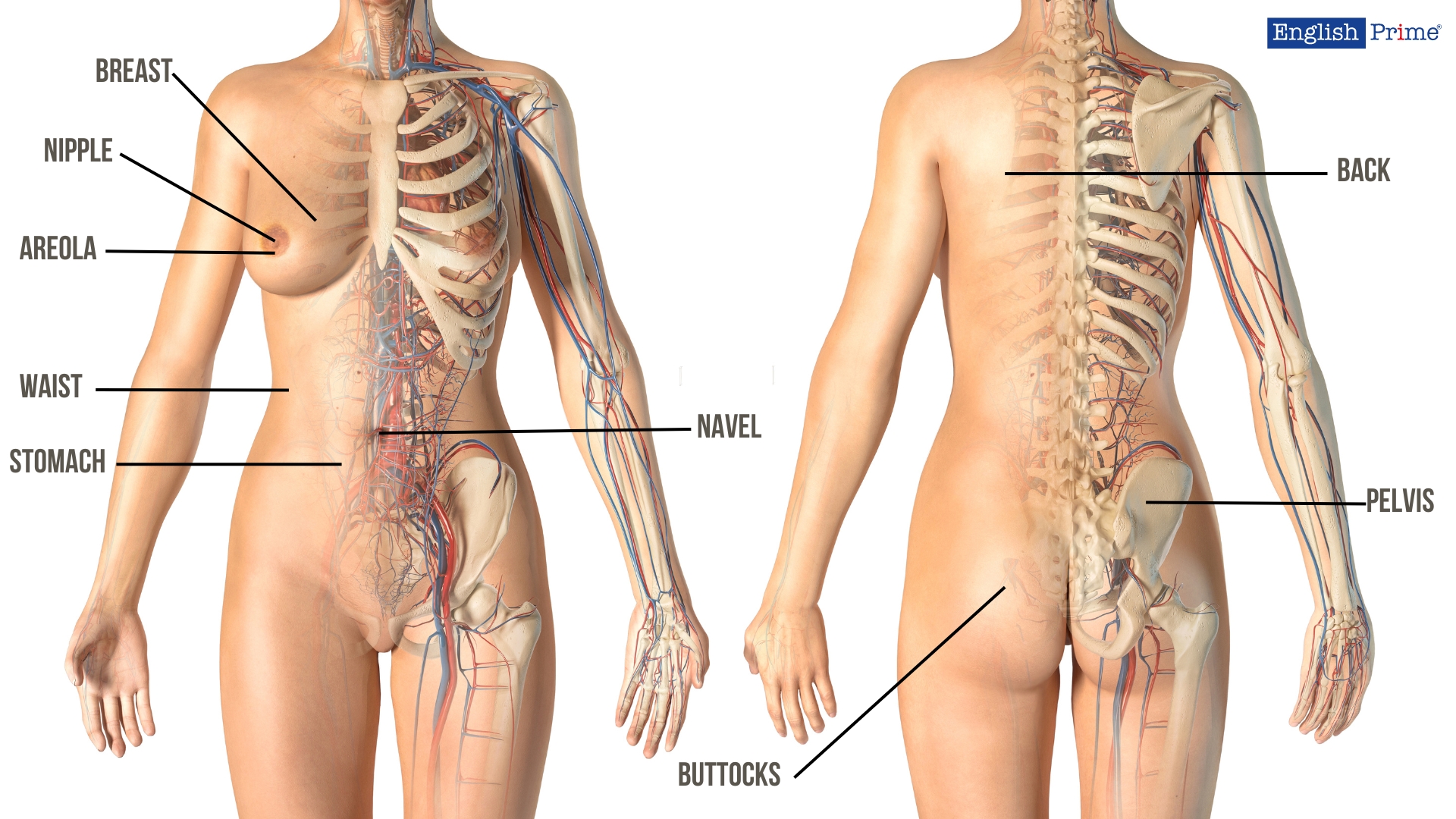 Частини тулуба або Trunk Body Parts
