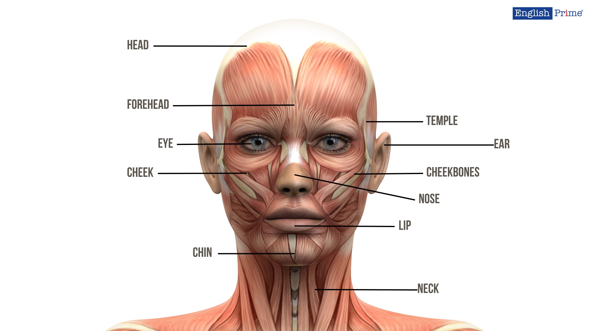 Head and face