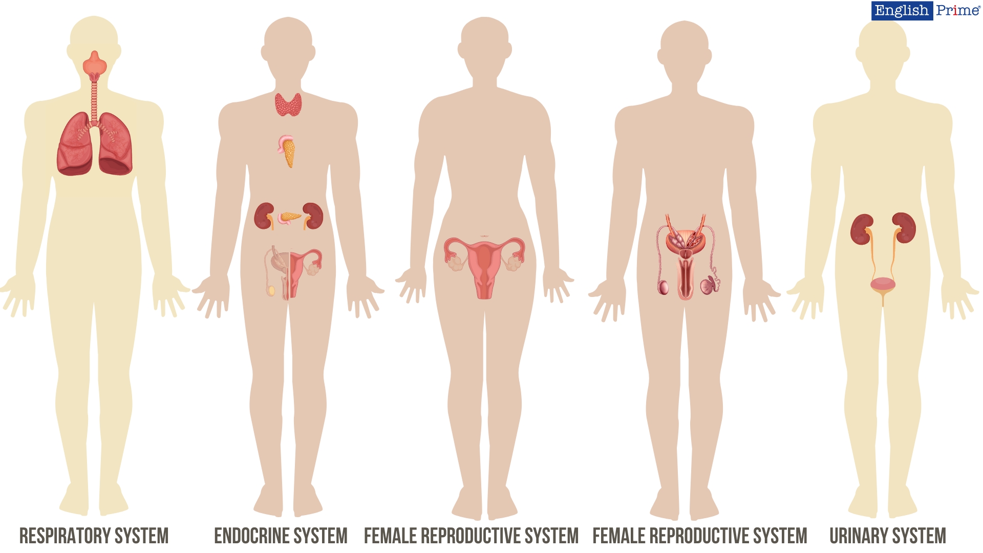 Внешнее строение организма человека или Outer Body Parts