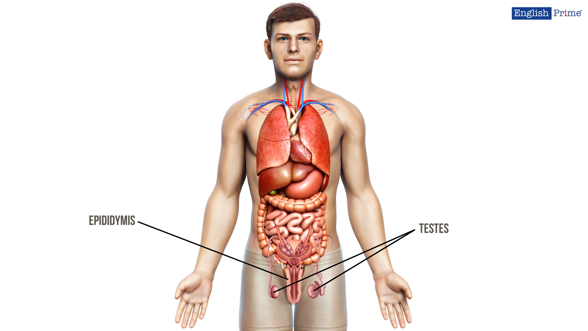 Male Reproductive System