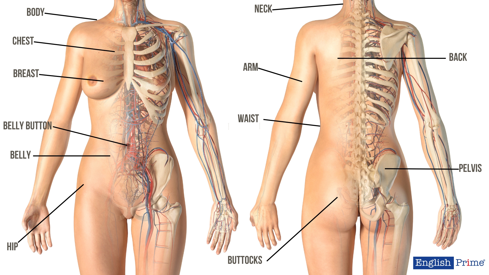 Название мышц и частей тела