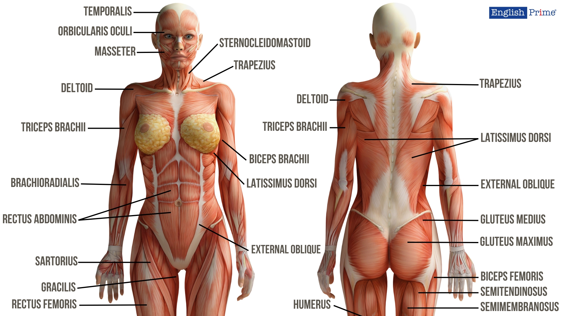 Muscular System