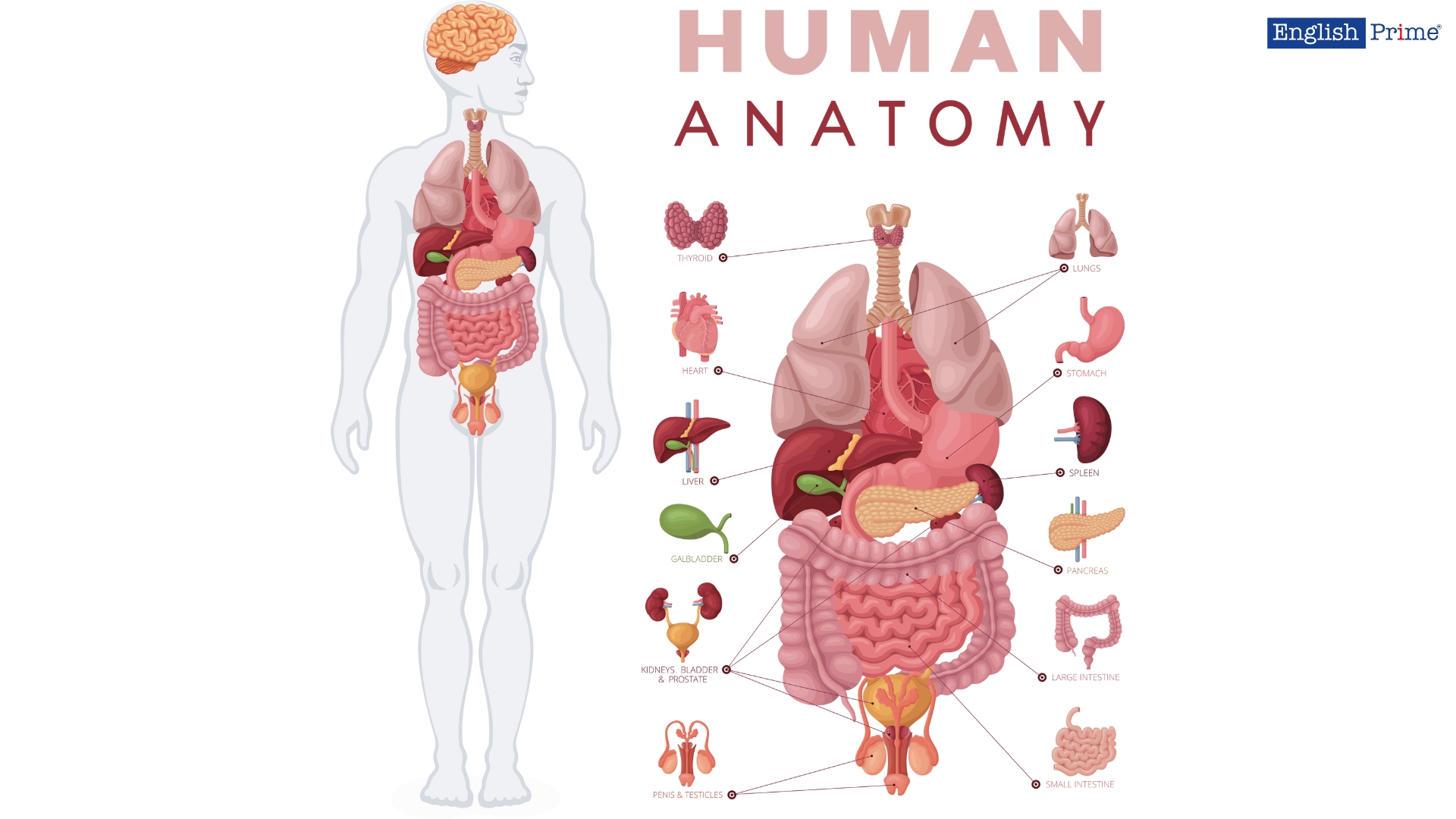 Внутренние органы – internal organs
