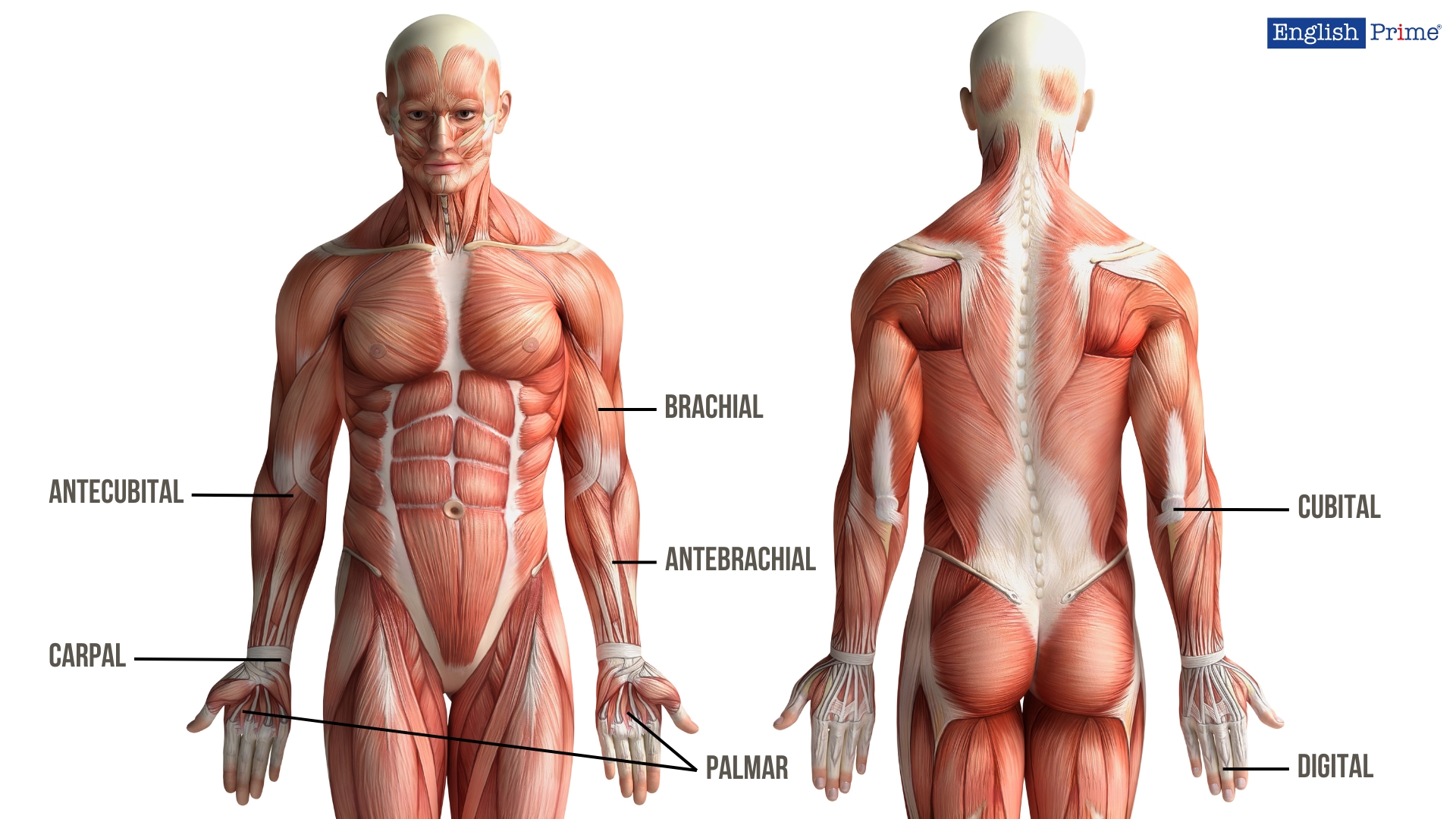 Верхние конечности или Upper Extremities and Limbs