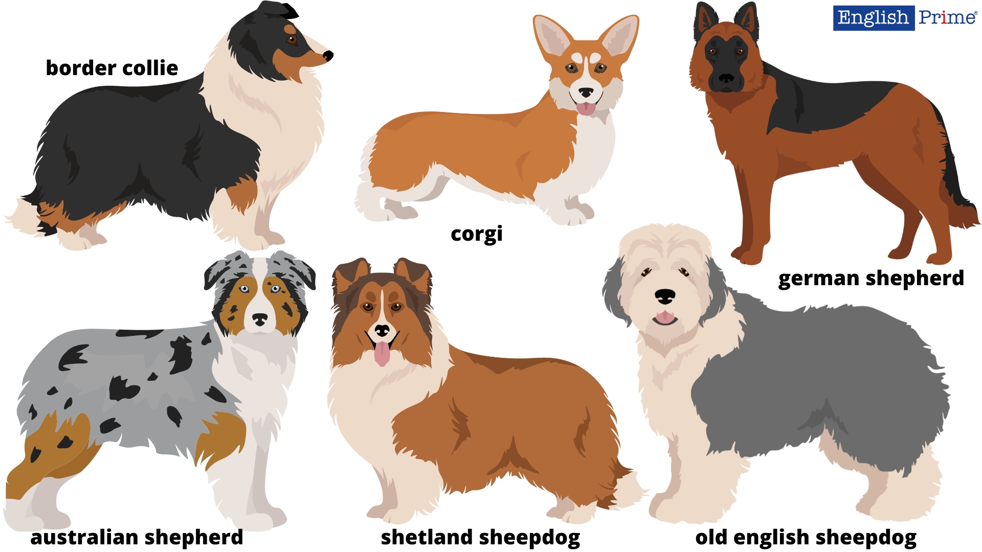 Пастушьи собаки