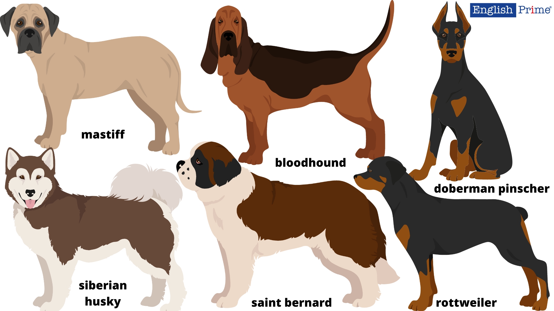 Служебные собаки