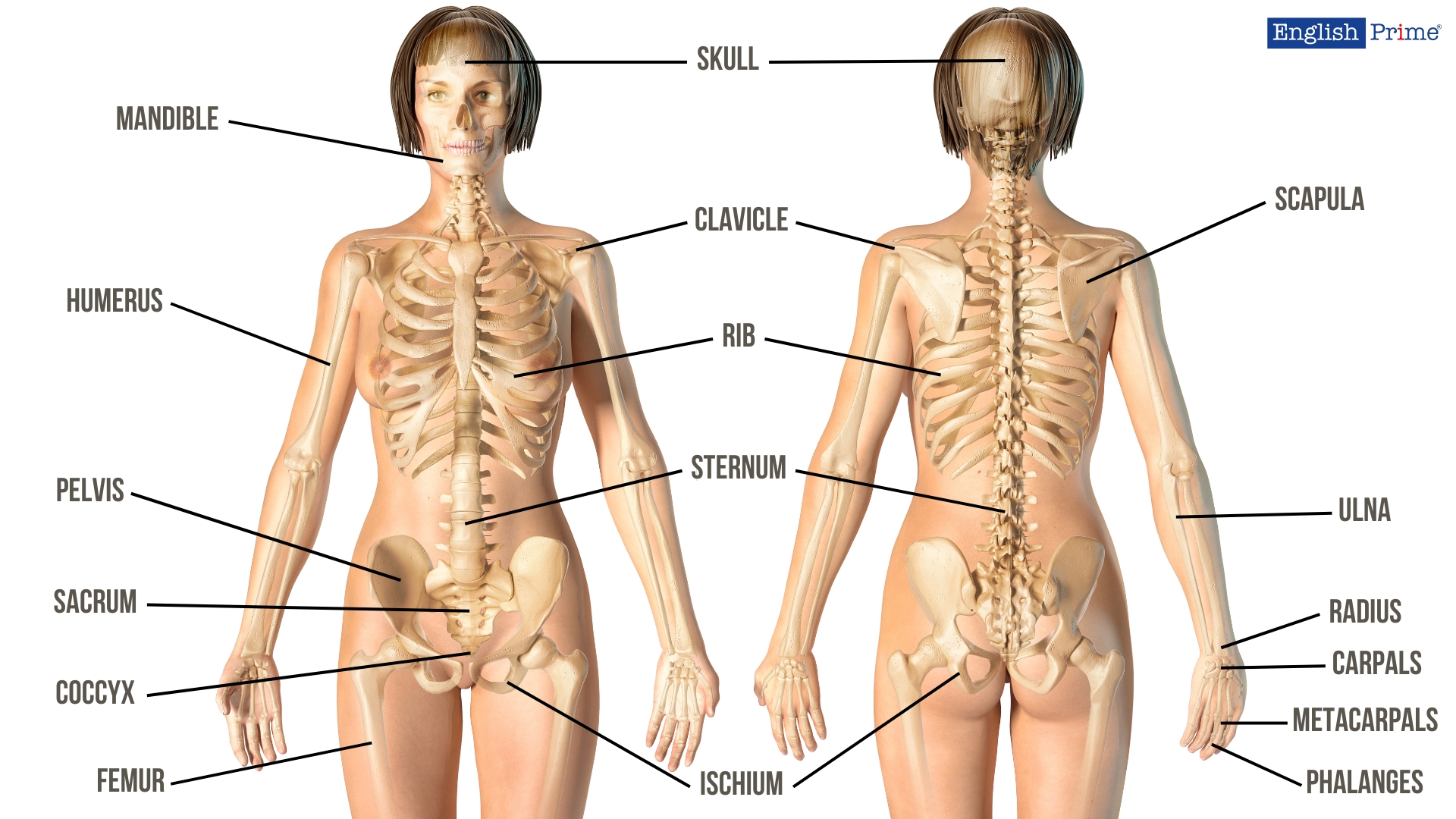 Скелет или Skeleton